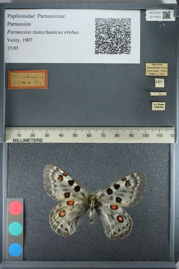 Media type: image;   Entomology 174912